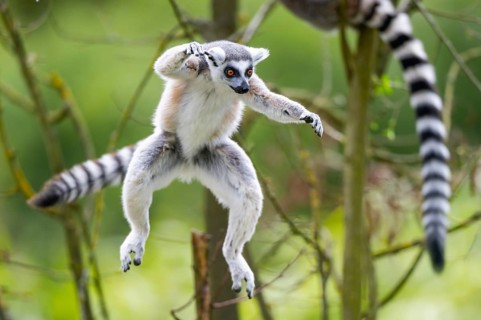 Ring-tailed lemur (Lemur catta) jumping from a branch, captive, Germany