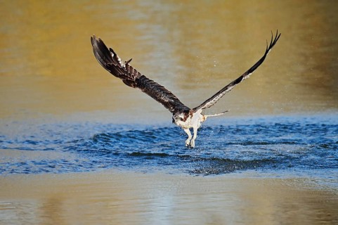 An osprey (Pandion haliaetus) takes off from the water after an unsuccessful attempt to hunt, North