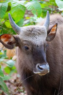 Gaur (Bos gaurus) India