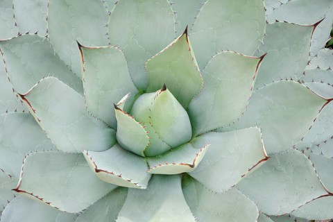 Parrasana Agave (Agave parrasana), leaves, native to Mexico, North Rhine-Westphalia, Germany