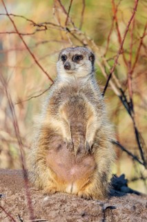 A suricate (Suricata suricatta) sits alertly in the beautiful light, observing its surroundings.