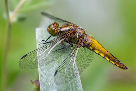 Broad-bodied chaser, Libellula depressa, flatbelly, anisoptera, dragonflies, freshly hatched,
