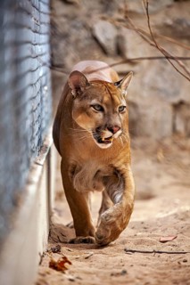 A Cougar is walking along a sandy path next to a fence, surrounded by stones. A mountain lion, or
