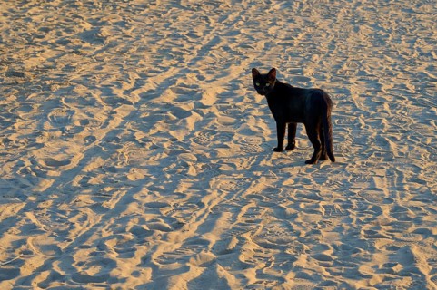 A black cat stands on sandy beach ground in the warm light of sunset, Evrenseki, Manavgat, Antalya,