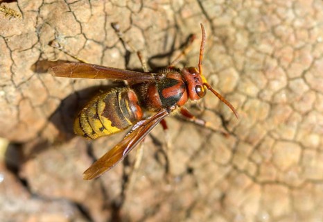 Real wasps, European hornet, hymenoptera, vespa crabro, wrinkle wasps, hornet, insects, insects