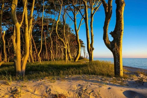 Pines on the western beach of Darß, sunset, Fischland, Darß, Zingst, Ahrenshoop,