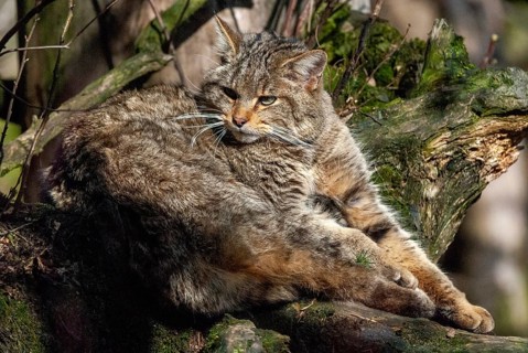 Carnivora, felis silvestris, predators, wildcat, mammals, raptors, mammals