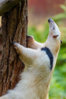 A southern tamandua (Tamandua tetradactyla), climbs up a tree in a forest. South America from