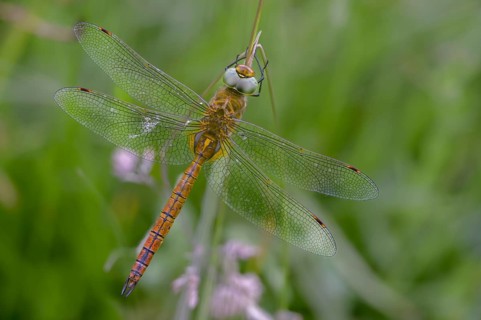 Anaciaeschna isosceles, wedge spotted dragonfly, Norfolk hawker, anisoptera, dragonflies, insects,