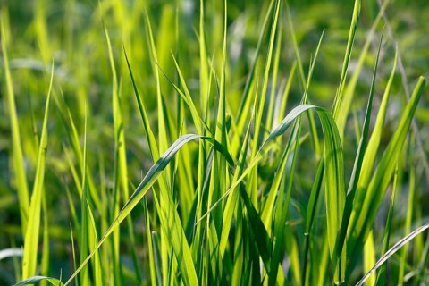 Tall green blades of grass (Gramen), in the evening light, North Rhine-Westphalia, Germany