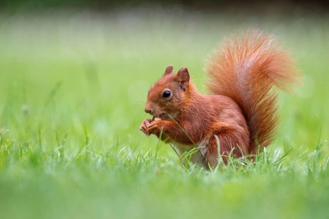 Squirrel (Ciurus vulgaris), Vechta, Lower Saxony, Germany
