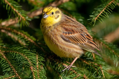 Emberiza citrinella, goldammer, yellowhammer, birds, male, passeri, songbirds, birds
