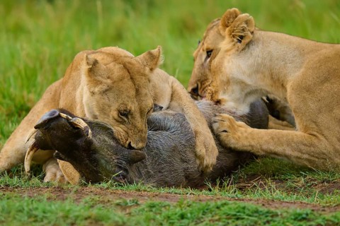 A pride of lions holds its prey firmly to the ground, typical of the dynamics of hunting on the