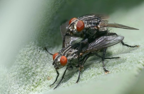 Brachycera, meat fly spec., meat flies, sarcophagidae, sarcophagidae spec., diptera, insects,
