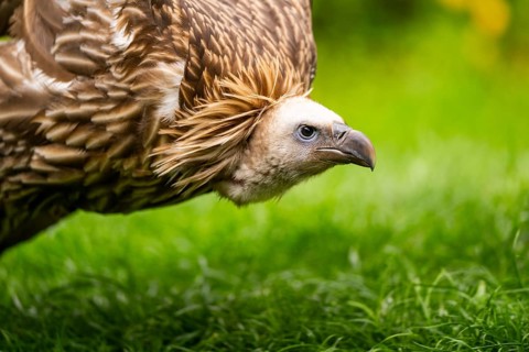 Griffon Vultures (Gyps fulvus) walking on a meadow in spring, bavaria, Germany