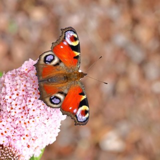 A peacock butterfly (Inachis io) feeds on nectar from a butterfly bush (Buddleja davidii),