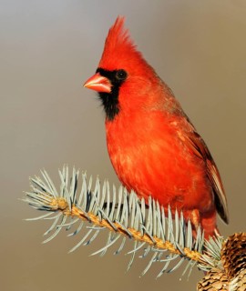 Animals, birds, bird, Northern Cardinal (Cardinalis cardinalis), Michigan, USA, United States,