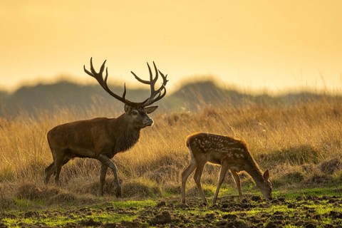 Red deer (Cervus elaphus) in the rutting season, Hoenderloo, Gelderland, Netherlands