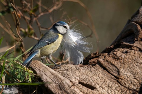 Blue tit, parus caeruleus, birds, feathers, tits, nest building, passeri, songbirds, tits, birds