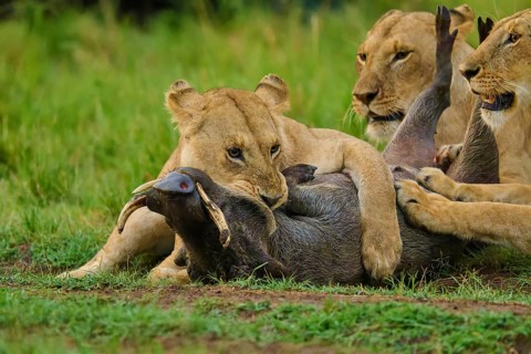 Close-up of a pride of lions subduing their prey on the savannah: warthog (Phacochoerus africanus),