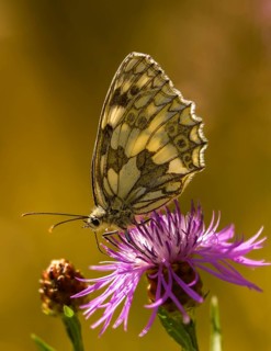 Board game, women's board, marbled white, melanargia galathea, checkerboard, butterfly, high size,