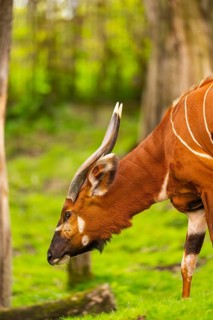 Bongo (Tragelaphus eurycerus) on a meadow in spring, portrait, captive, Germany