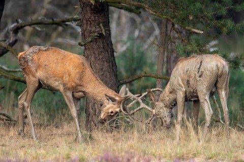 Red deer (Cervus elaphus), fight, Hoenderloo, Gelderland, Netherlands