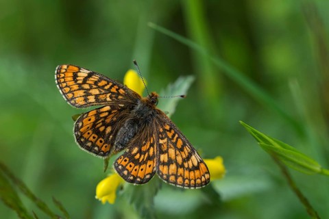 Bite-check moth, abbise-tick-moth, euphydryas aurinia, eurodryas aurinia, golden tick-moth, marsh