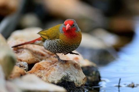 Melba's Bunting (Pytilia melba), adult male, by the water, Kruger National Park, South Africa