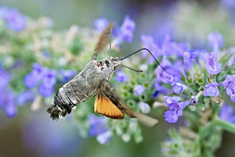 Star-tailed hummingbird (Macroglossum stellatarum), feeding on nectar from a catmint (Nepeta
