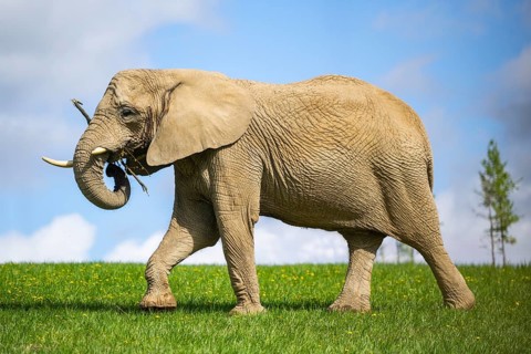 African bush elephant (Loxodonta africana) on a meadow, captive, distribution Afrika