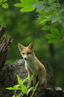 Fox, red fox, Warstein, summer