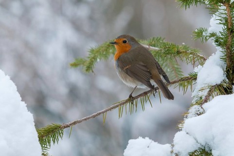 Erithacus rubecula, robin, robins, birds, passeri, snow, songbirds, snow, songbirds, birds, winter
