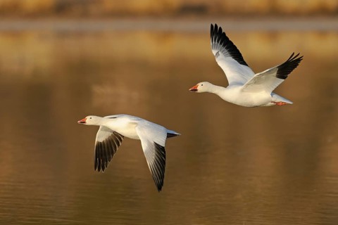 Snow Goose, Bosque del Apache, New Mexico, USA. Snow Goos, Bosque del Apache, New Mexico, United