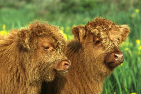 Animals, mammals, cattle Highland cattle, Galloways, Scottish Highland Cattle, Cattle, domestic