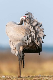 A crane (Grus grus) preening its plumage, Fågelsjö, Gävleborg County, Sweden