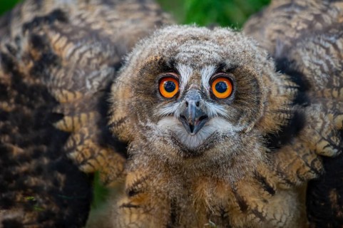 Young eagle owl (Bubo bubo), Oldenburg Münsterland, Vechta, Lower Saxony, Germany