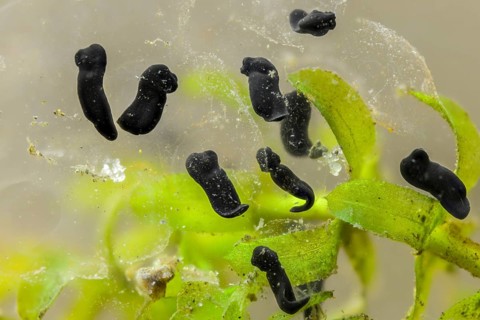 Bufo bufo, common toad, amphibians, amphibians, five days old, larva, larva, amphibians