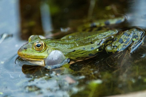 Edible Frog, Pelophylax Esculentus, Pelophylax Kl. Esculentus, Rana Kl. Esculenta, Pond Frog,