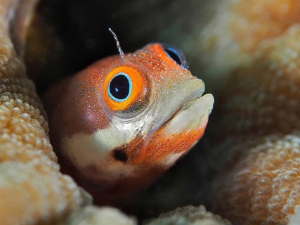Portrait of an orange-spotted pine slug (Acanthemblemaria rivasi), a slug peering curiously out