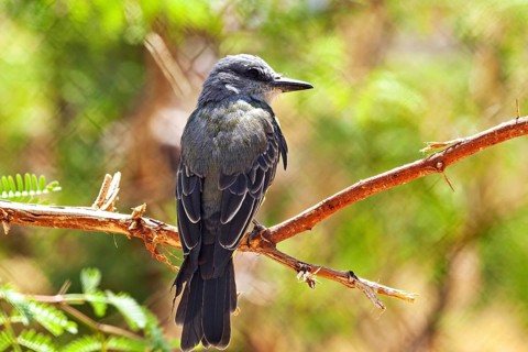 A bird perched on a branch, set against a green background in sunny weather, a mourning tyrant in