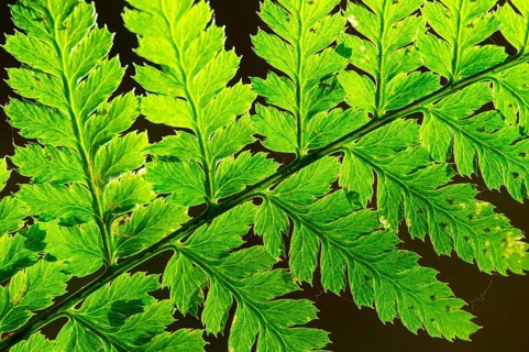 Eagle fern (Pteridium aquilinum) backlit, Vechta, Lower Saxony, Germany