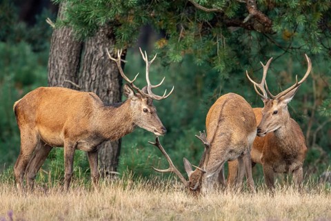 Red deer (Cervus elaphus), Hoenderloo, Gelderland, Netherlands