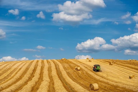 Straw harvest, after harvesting the straw, previously mowed, dried and laid in rows, so-called