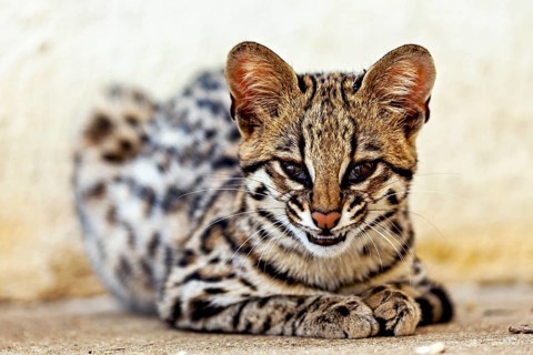 A cat easily bares its teeth whilst lying on the ground and looking alert. A tiger cat in an