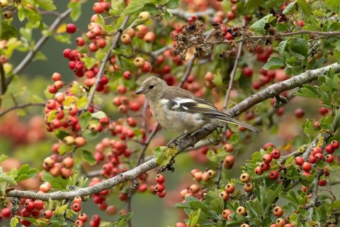 Eurasian chaffinch (Fringilla coelebs) adult female bird in a hawthorn tree in a hedgerow with red