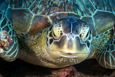 Underwater close-up portrait of the head of a green turtle (Chelonia mydas), the green turtle,