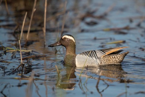 Anas Querquedula, Garganey, Granelli, Italy, crisp duck, Pantano Cuba lagoon, Pantani Cuba and