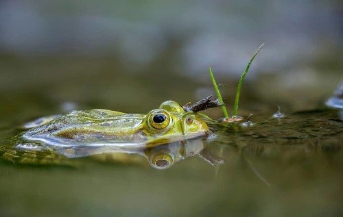 Small water frog, pelophylax lessonae, pool frog, rana lessonae, water frog, amphibian, amphibian,