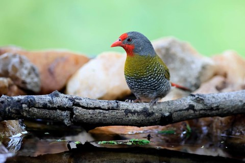 Colourfulastrid (Pytilia melba), adult, male, alert, on the lookout, by the water, Kruger National